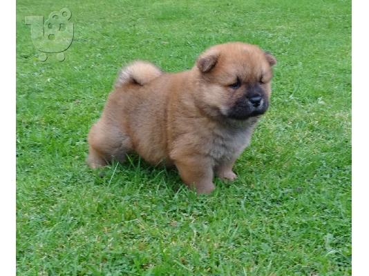 Διαθέσιμα Puppies Chow Chow έτοιμα προς πώληση