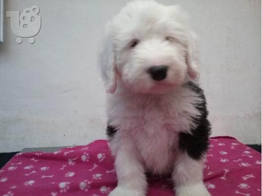 Kc καταχωρημένα παλαιά αγγλικά κουτάβια Sheepdog