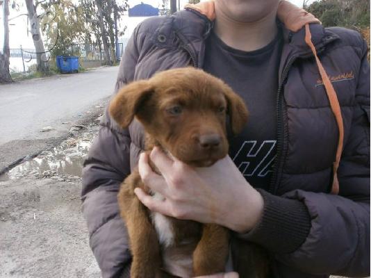 Κουταβακι χαριζεται