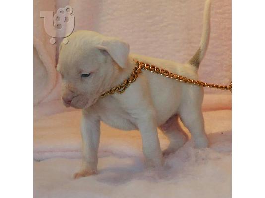 κουτάβια Pitbull