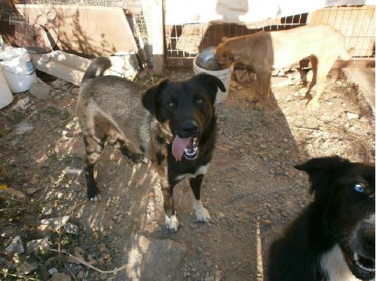 Σκυλακι χαριζεται