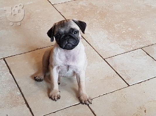 PoulaTo: Αρσενικά Pug Pugs
