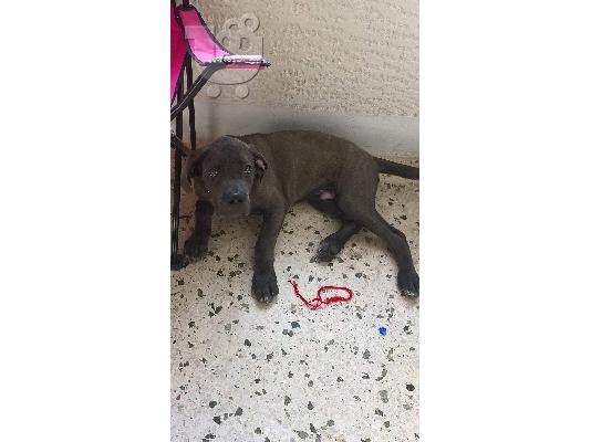 Cane corso blue