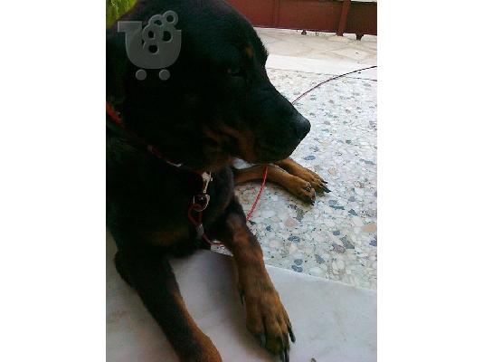 PoulaTo: Ροττβαιλερ καλαζαρικο ψαχνει..