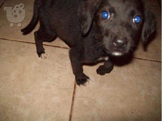 Μικροσωμο κουταβακι