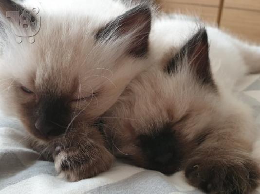PoulaTo: Όμορφα γατάκια Ragdoll