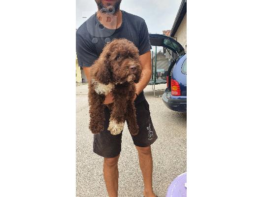 PoulaTo: Lagotto Romagnolo κουτάβια
