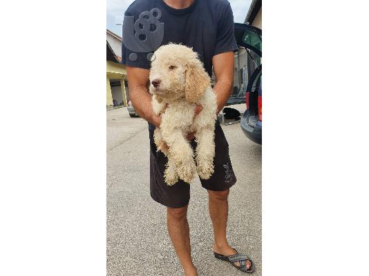 Lagotto Romagnolo κουτάβια
