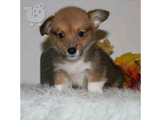 PoulaTo: Κουτάβια Ουαλίας Corgi
