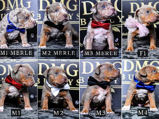 American Bully - American Pit Bull Terrier