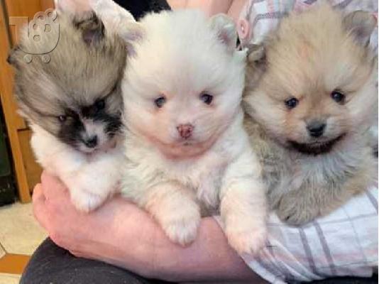 Πανέμορφα Pomeranian κουτάβια όλα έτοιμα