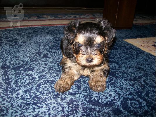 PoulaTo: Πωλειται καθαροαιμο κουταβακι yiorkhsire mini