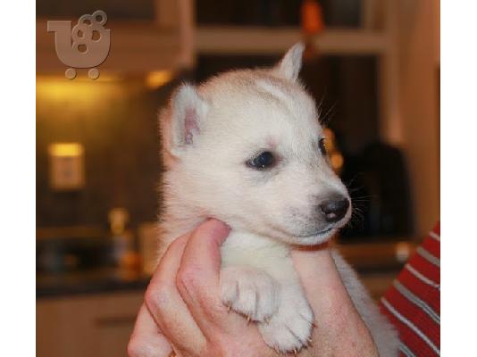 όμορφα Σιβηρίας μεγαλόσωμος κουτάβια για ένα νέο σπίτι....
