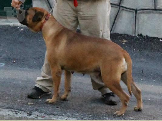 bullmastiff αναγκελια γεννας!