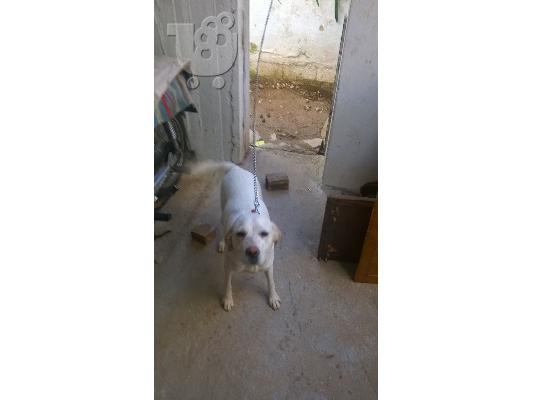 PoulaTo: ΑΝΤΑΛΑΓΗ