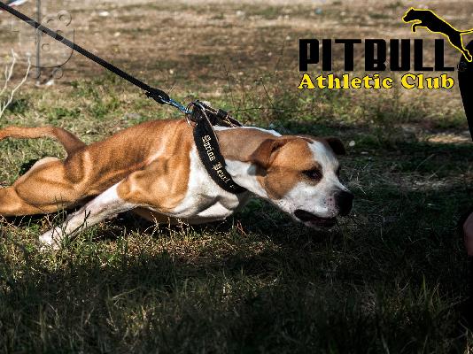 American staffordshire terrier απο τα καλυτερα αιματα 6979314054
