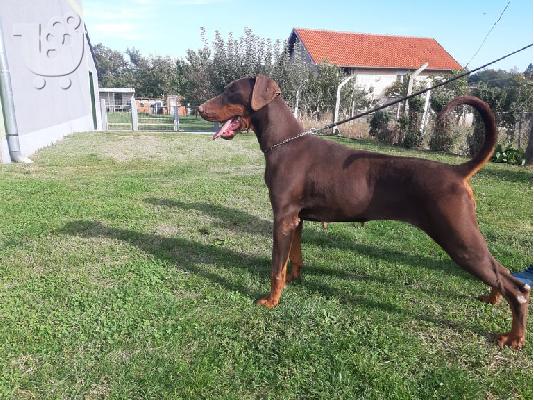 Πώληση θηλυκό Doberman