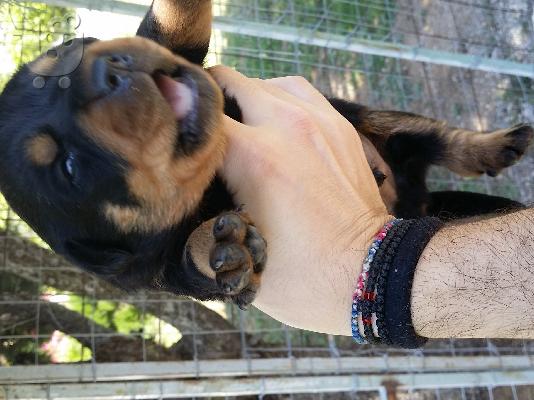 PoulaTo: POLOUNTE KATHAROAIMA KOUTAVIA ROTWAILER