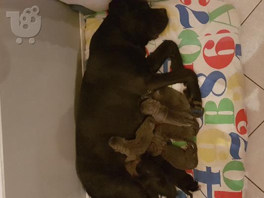 PoulaTo: Cane Corso