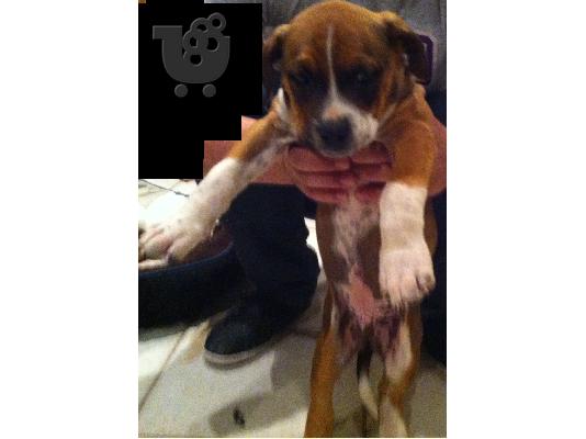 Πωλουνται American amstaff pitbull red nose