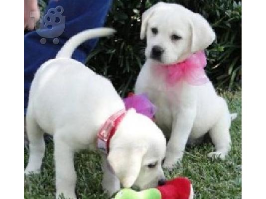 PoulaTo: Αρχικά εκπαιδευμένα κουτάβια Labrador Retriever