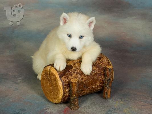 HUSKY SIBERIAN -χασκυ