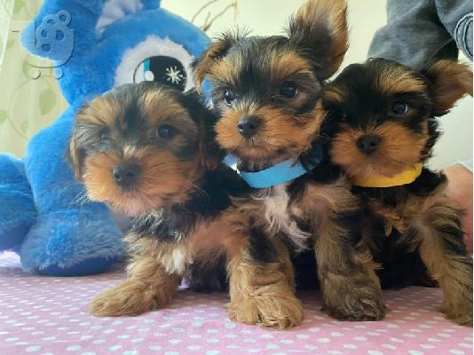 κουτάβια yorkies