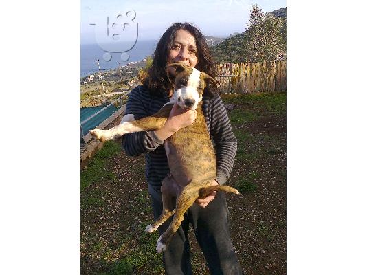 American Staffordshire Terrier