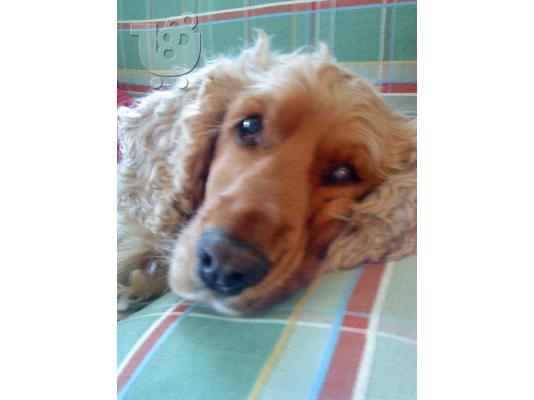 PoulaTo: ΧΑΡΙΖΕΤΑΙ ΑΡΣΕΝΙΚΟ ΚΟΚΕΡ ΣΠΑΝΙΕΛ