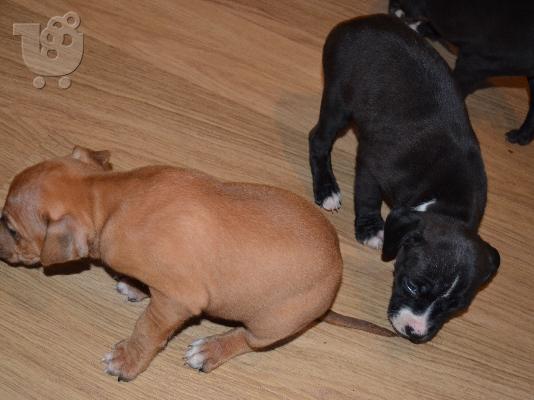amstaff pitbull terrier