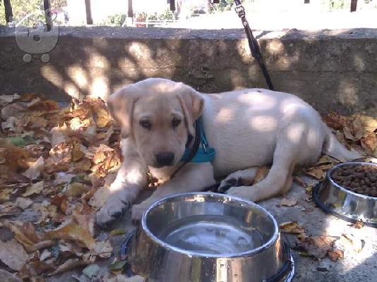 PoulaTo: Labrador katharoaima 200€