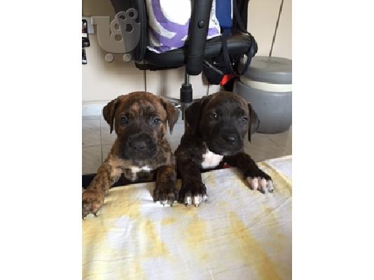 PoulaTo: presa canario
