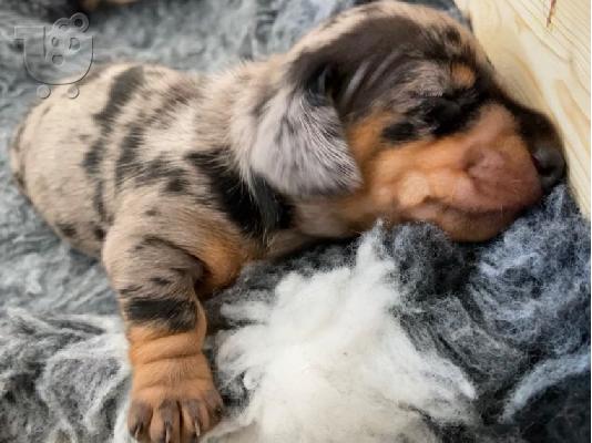 AKC Dachshunds