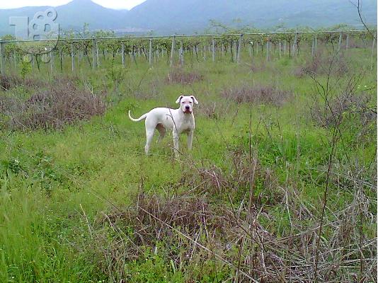 παυλος ....Dogo Argentino κουταβια
