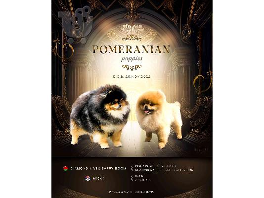 Pomeranian ΜΙΝΙ κουτάβι