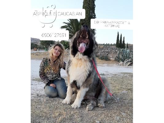 ΠΟΙΜΕΝΙΚΑ ΚΑΥΚΑΣΟΥ ΣΙΒΗΡΙΑΣ
