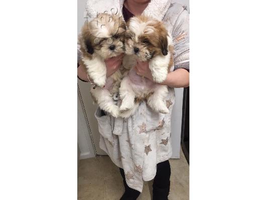 Pure κουτάβια Shih Tzu!