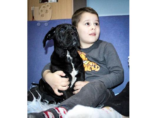 PoulaTo: Cane Corso κουτάβια