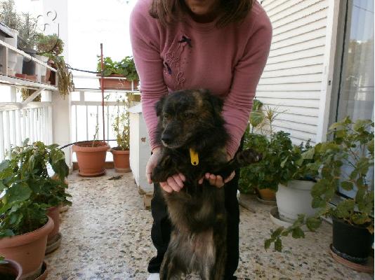 Μικροσωμη σκυλιτσα με αναπηρια