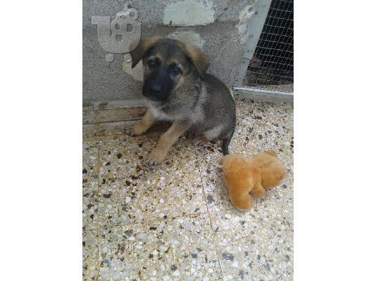 Κουταβακι 2 μηνων χαριζεται