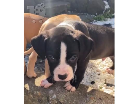Pitbull