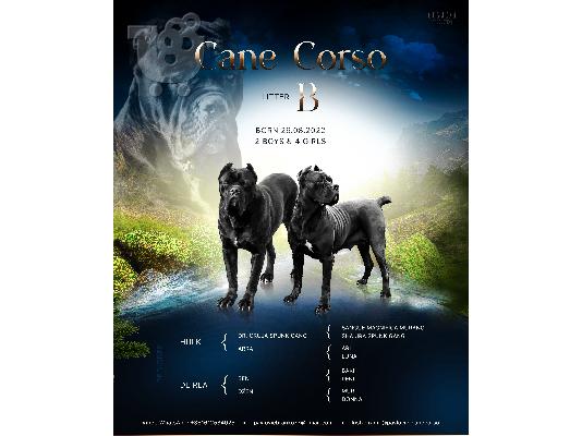 PoulaTo: Cane Corso κουτάβια