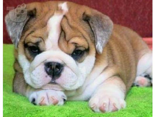 PoulaTo: English bulldog 4 μηνών Θηλυκό