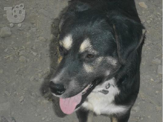 Μεσαιου μεγεθους σκυλακι χαριζεται