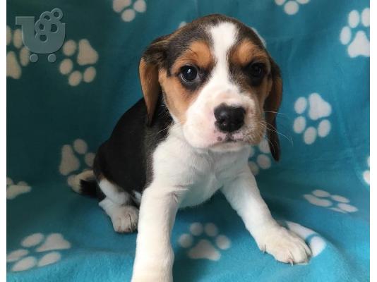 Beagle κουτάβια διαθέσιμα προς πώληση