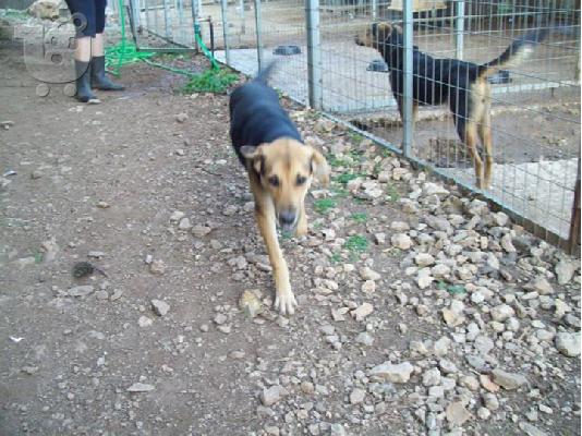 Λυκοσκυλιτσα ημιαιμη ψαχνει γονιο