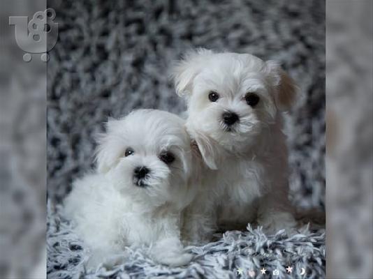 PoulaTo: Μαλτεζάκι 2 μηνών (με εξοπλισμό)