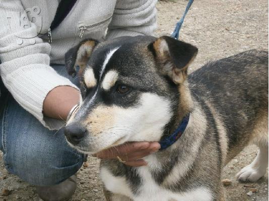 Μικροσωμο σκυλακι χαριζεται