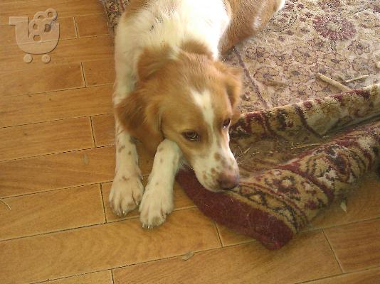 Επανιελιτσα χαριζεται