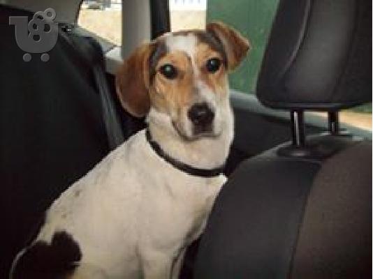 PoulaTo: Σκυλιτσα μικρομεσαιου μεγεθους χαριζεται